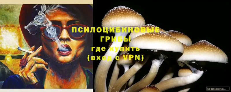 Галлюциногенные грибы Magic Shrooms  Красновишерск 